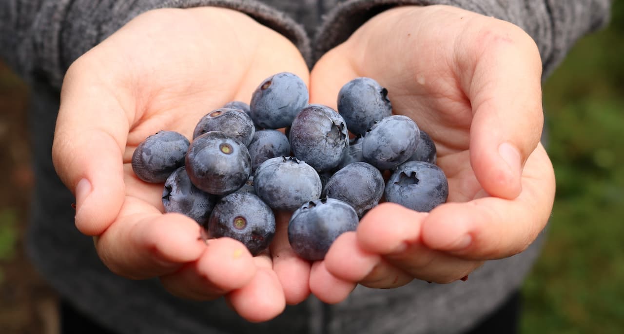 Gigante agrícola estadounidense, Frutura, adquiere exportadora chilena Giddings Fruit