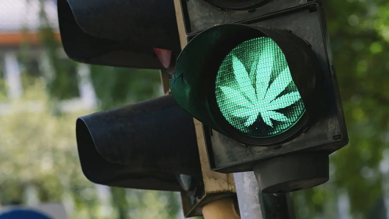 Cannabis industrial: la fiebre verde que está invadiendo al globo