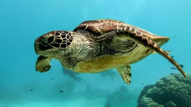 Superficie del mar registra sus más altas temperaturas