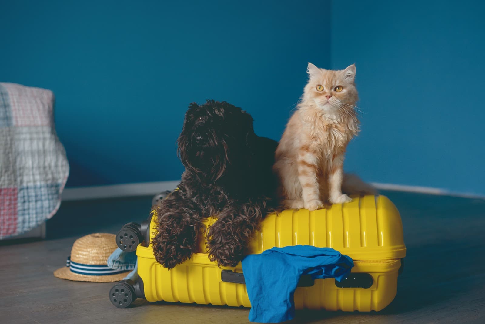 Un mercado cada vez más "human friendly": el boom de la industria de cuidados de mascotas en Chile