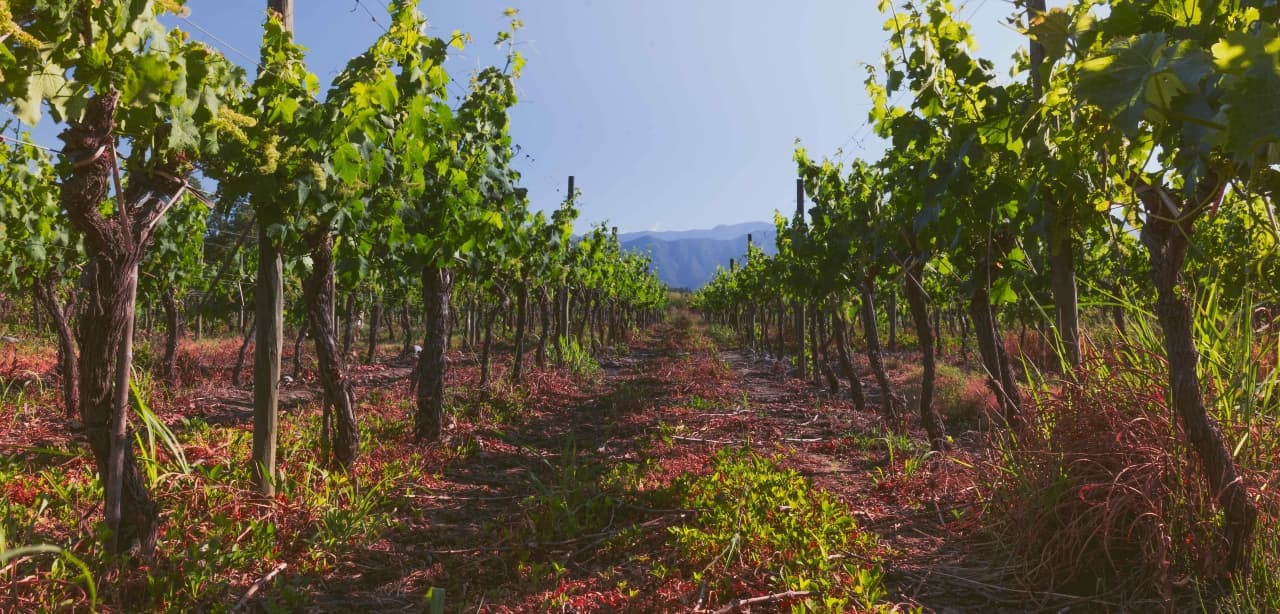 Sector vitivinícola proyecta disminución en producción de uva de hasta un 30% en Chile respecto a vendimia anterior
