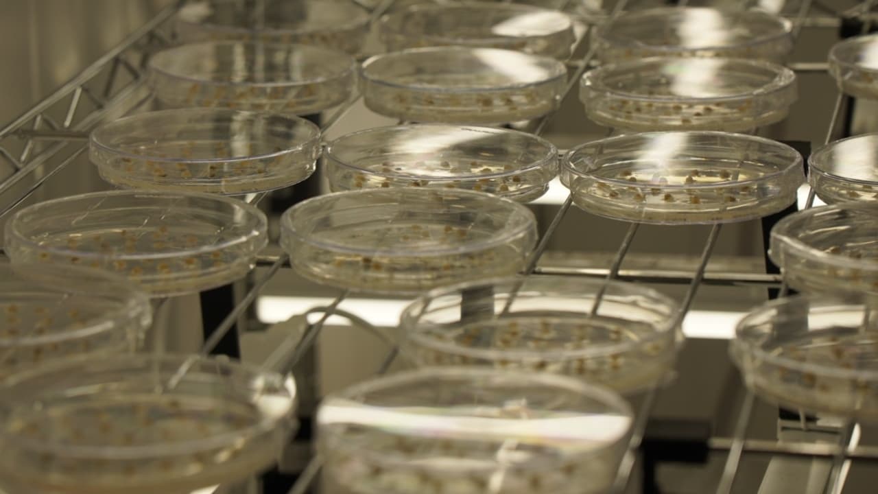 Estos científicos chilenos quieren desarrollar un trigo resistente a la sequía y situar a Chile a la vanguardia en agricultura sostenible