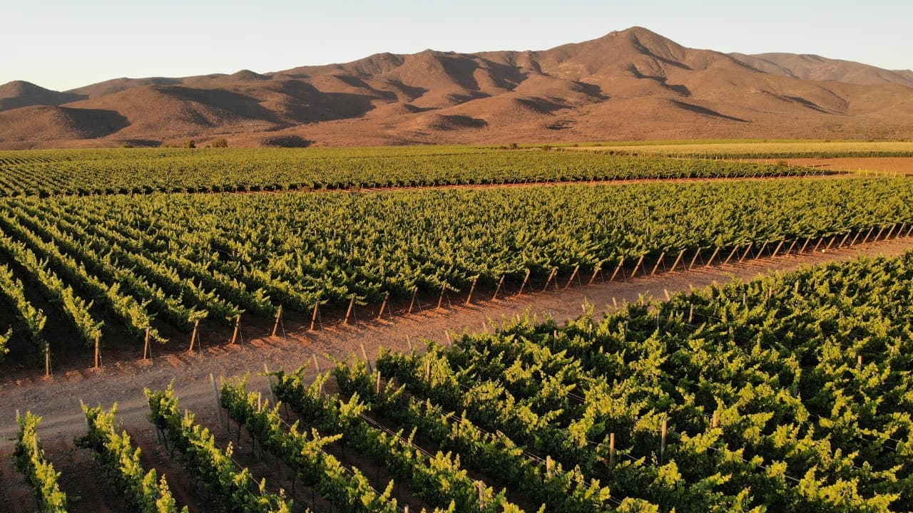 Viña Concha y Toro en su cuarta alza consecutiva de ventas: anunció incremento de 16,9% en sus ingresos en lo que va de año