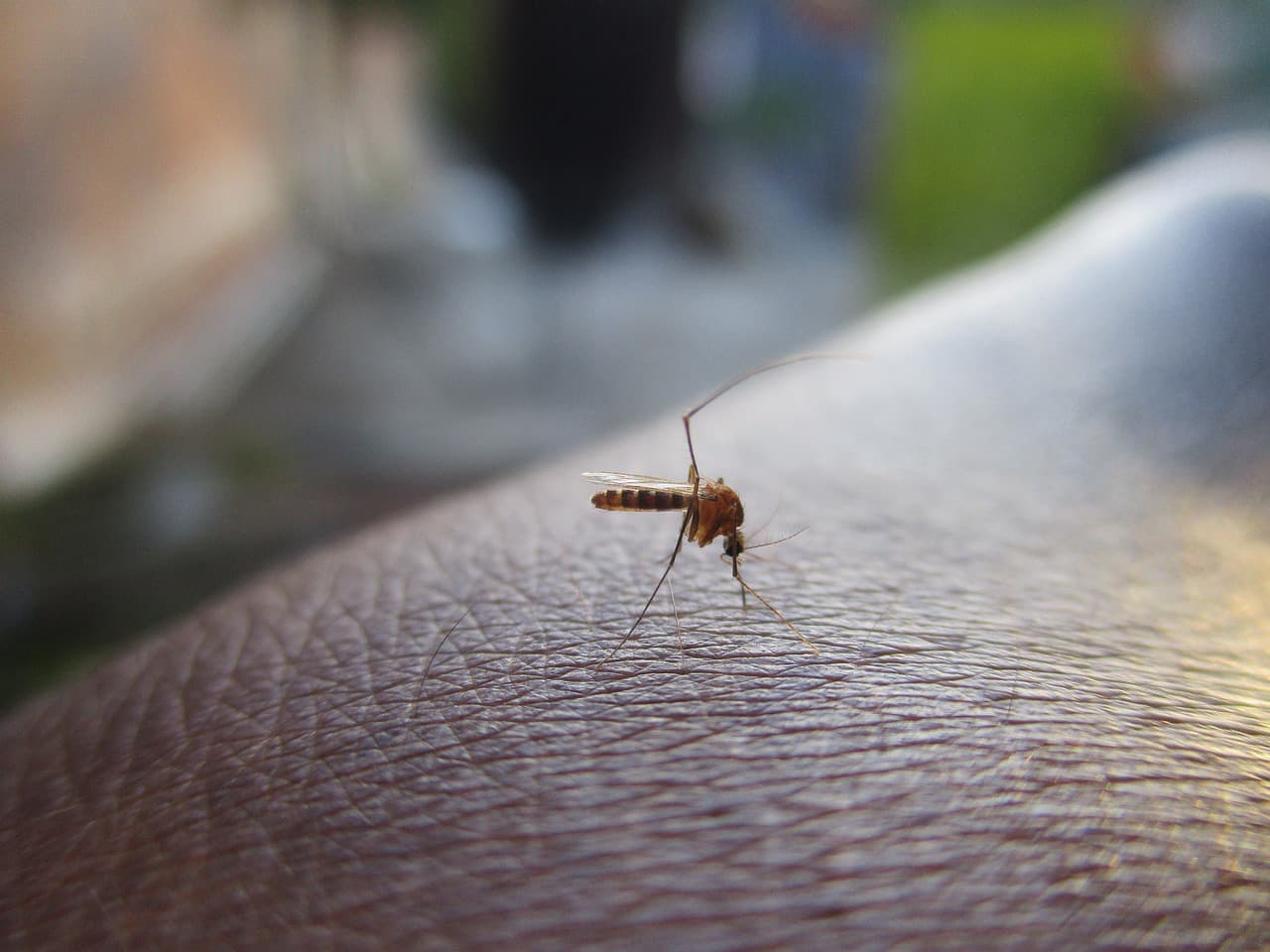 Chile reporta 135 casos importados de dengue y detecta mosquito transmisor en zona centro