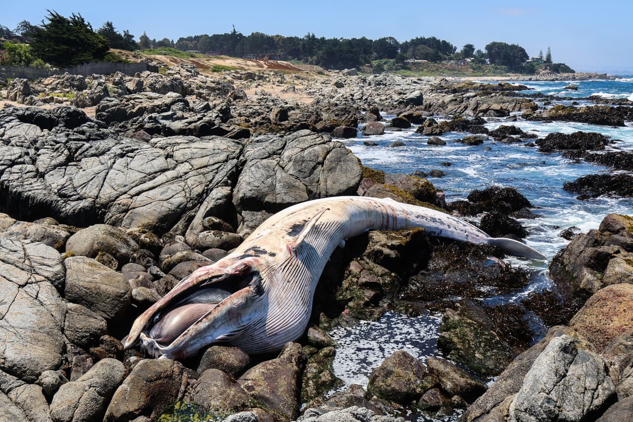 Restos de una ballena rorcual de 16 metros son hallados en el litoral central chileno