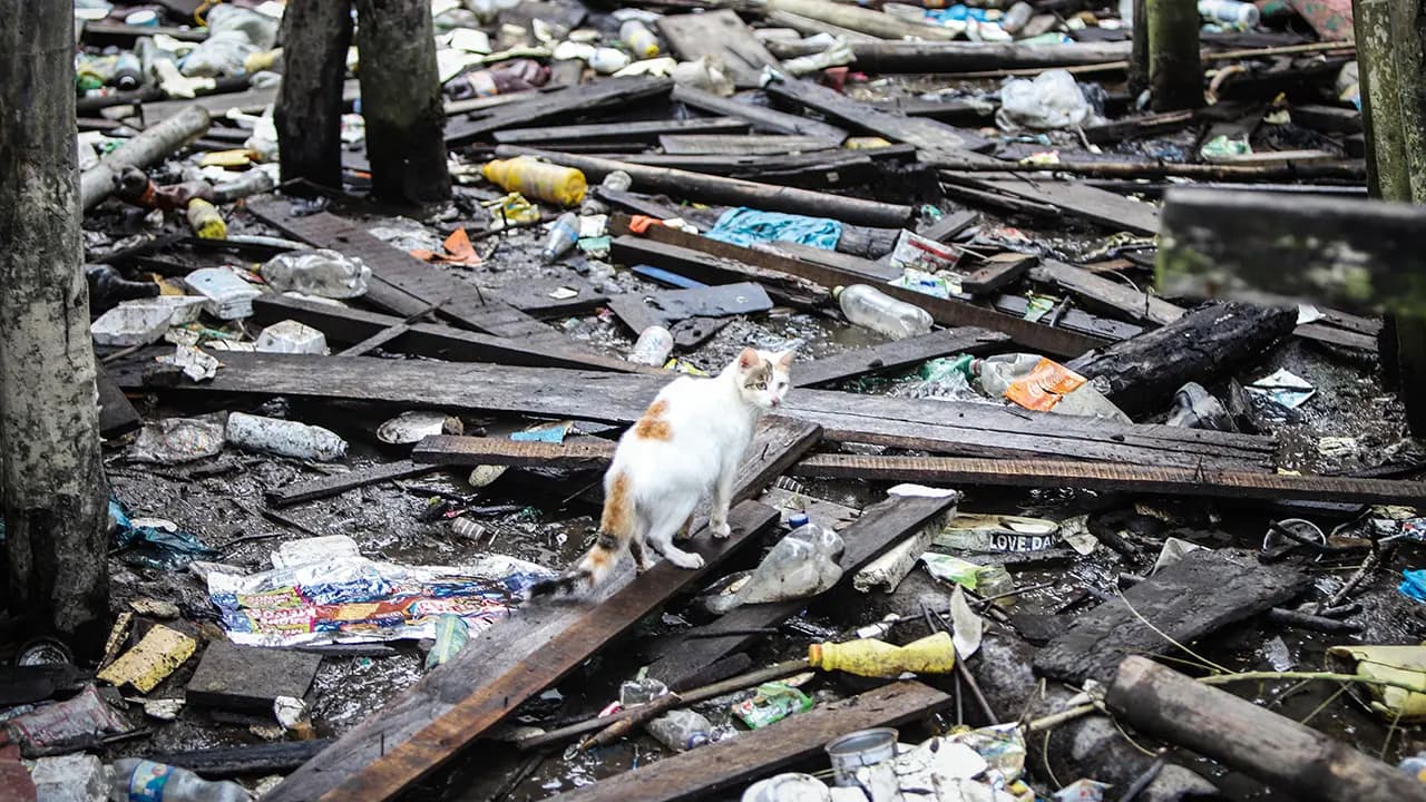 Día del Medio Ambiente: el mundo genera 400 millones de toneladas de plástico y recicla menos de un 10%