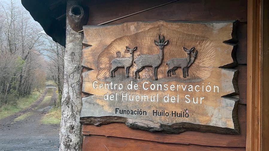 Los esfuerzos de Chile y Argentina para devolver el extinto huemul a la cordillera andina