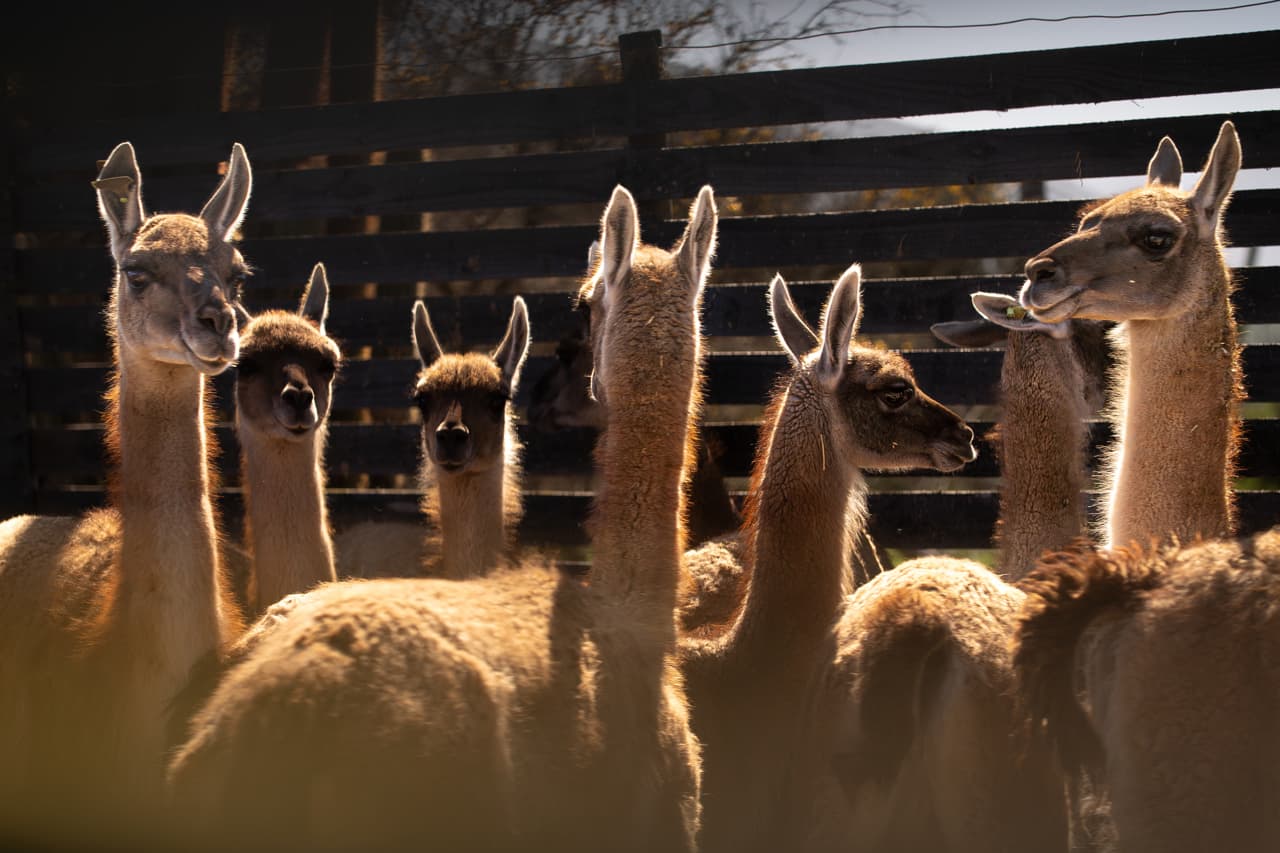 Impulsan inédito proyecto de repoblamiento del guanaco en la cordillera central de Chile