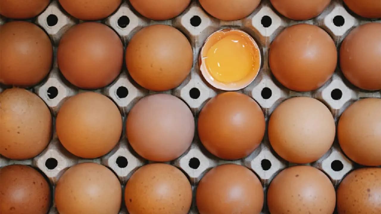 Multinacional hotelera dijo que dejará de utilizar huevos de gallinas enjauladas en su operación
