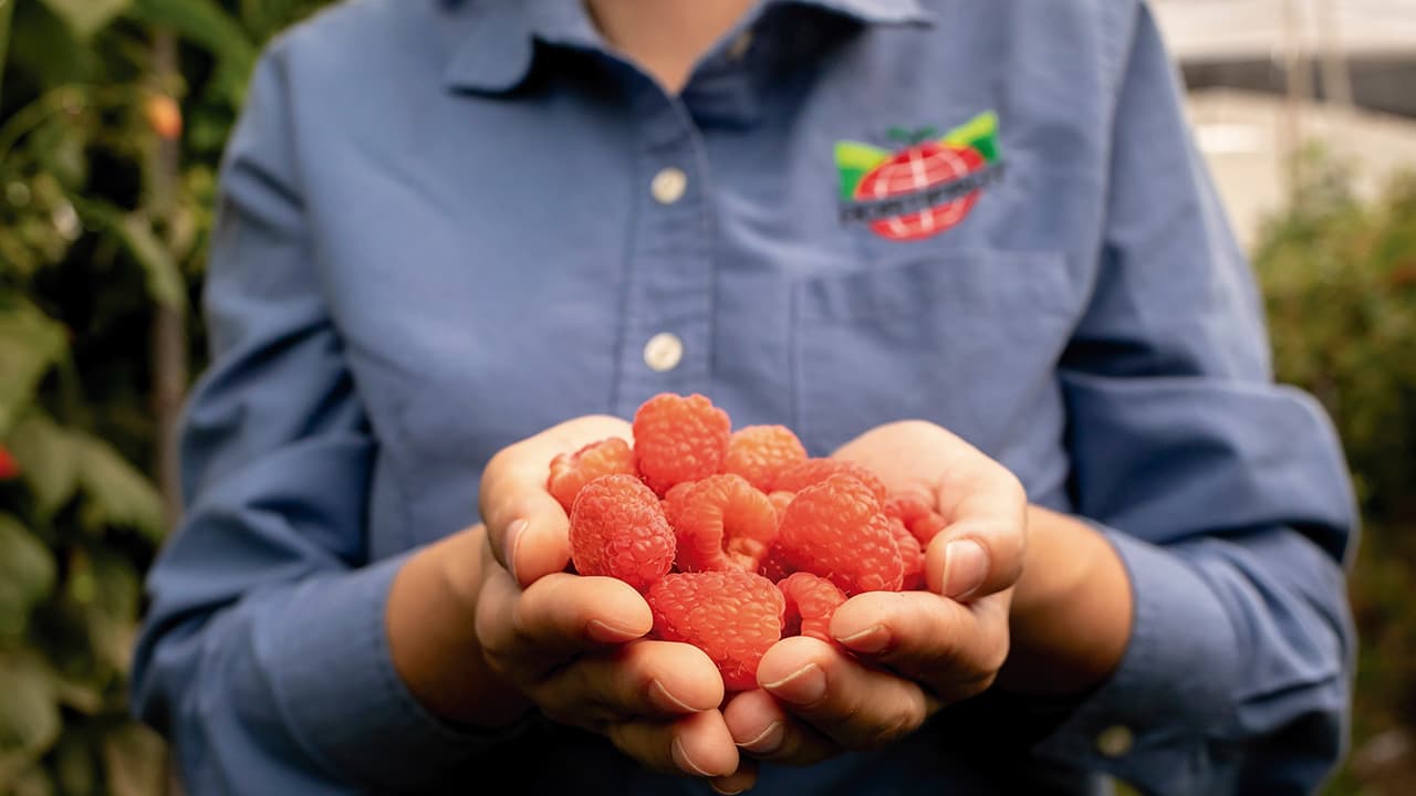 Esta es la ruta de los berries de la multinacional de origen chileno Hortifrut
