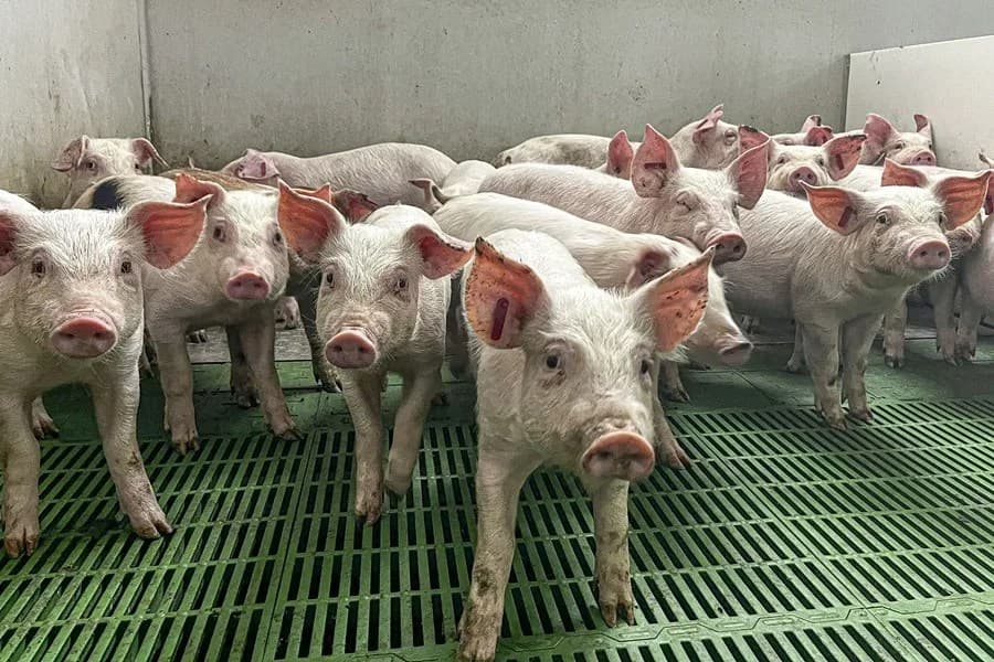 Chile suspende la importación de productos porcinos desde toda España