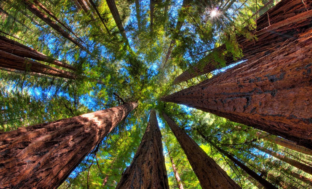 El bosque del futuro: datos e inteligencia artificial en la industria forestal